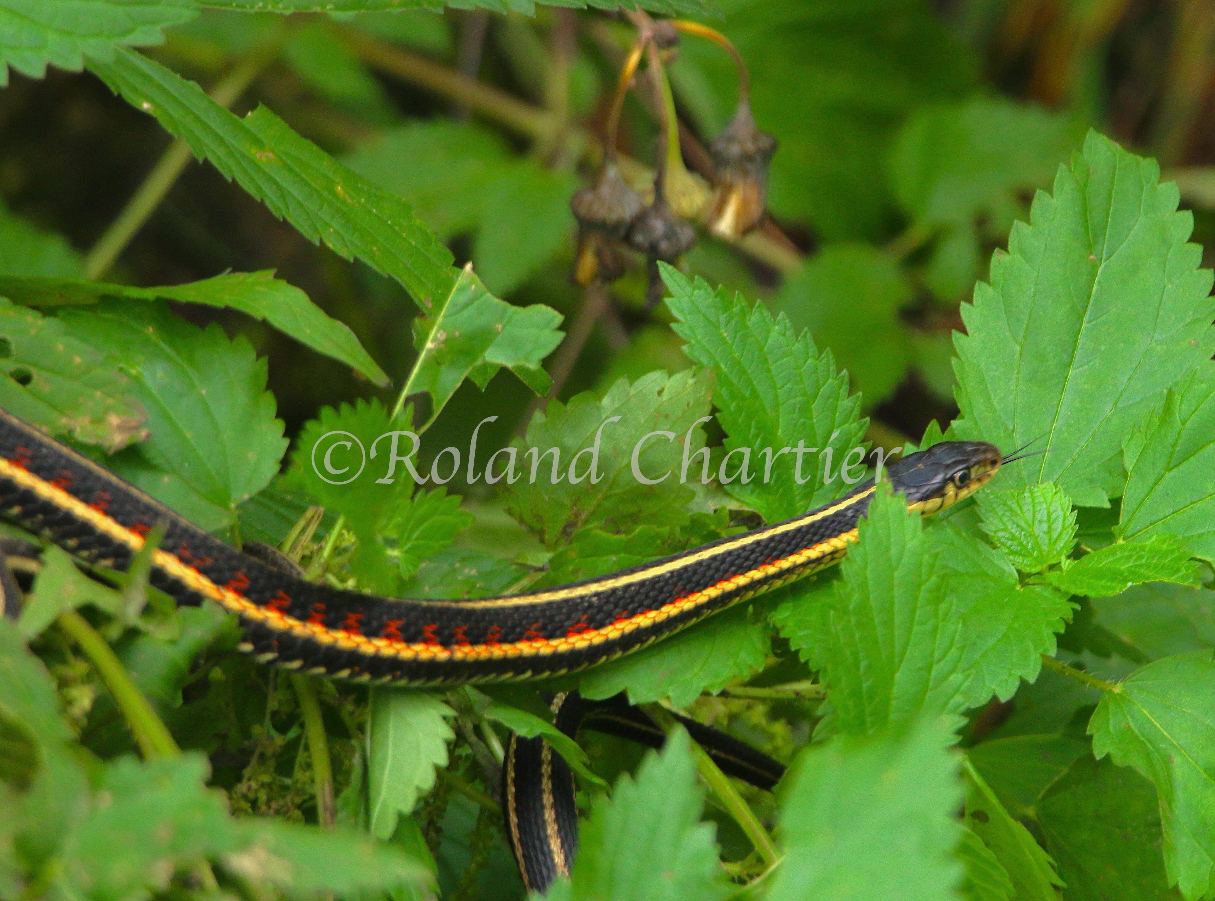 Garden snake slithering through leafy greens.